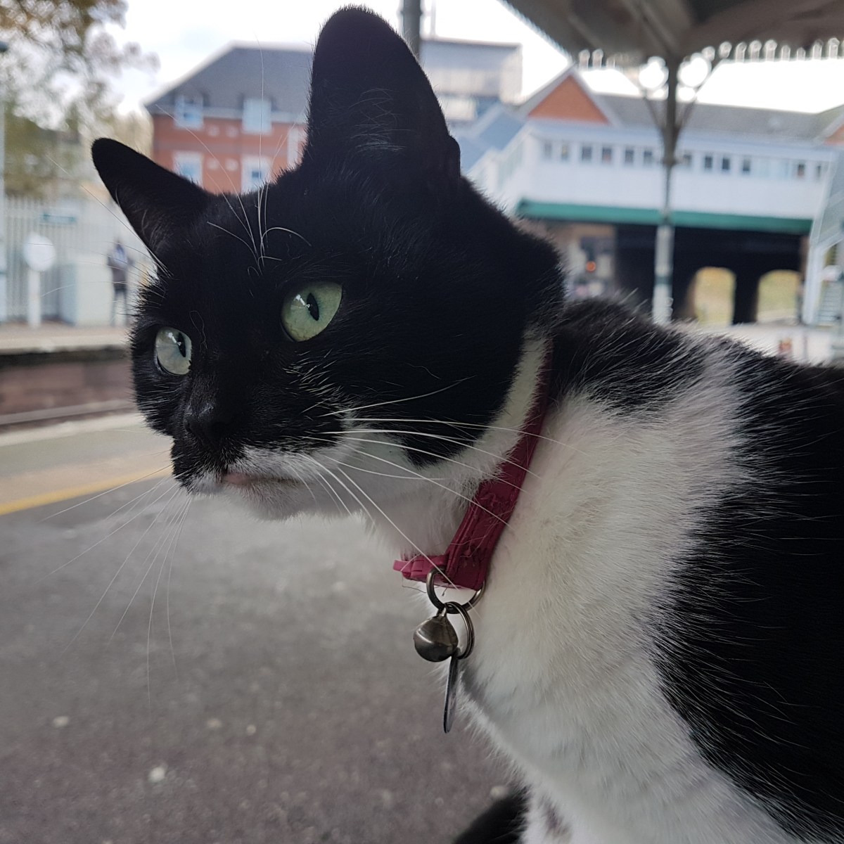 Fanny the Gipsy Hill Cat Calendar&nbsp;2022
