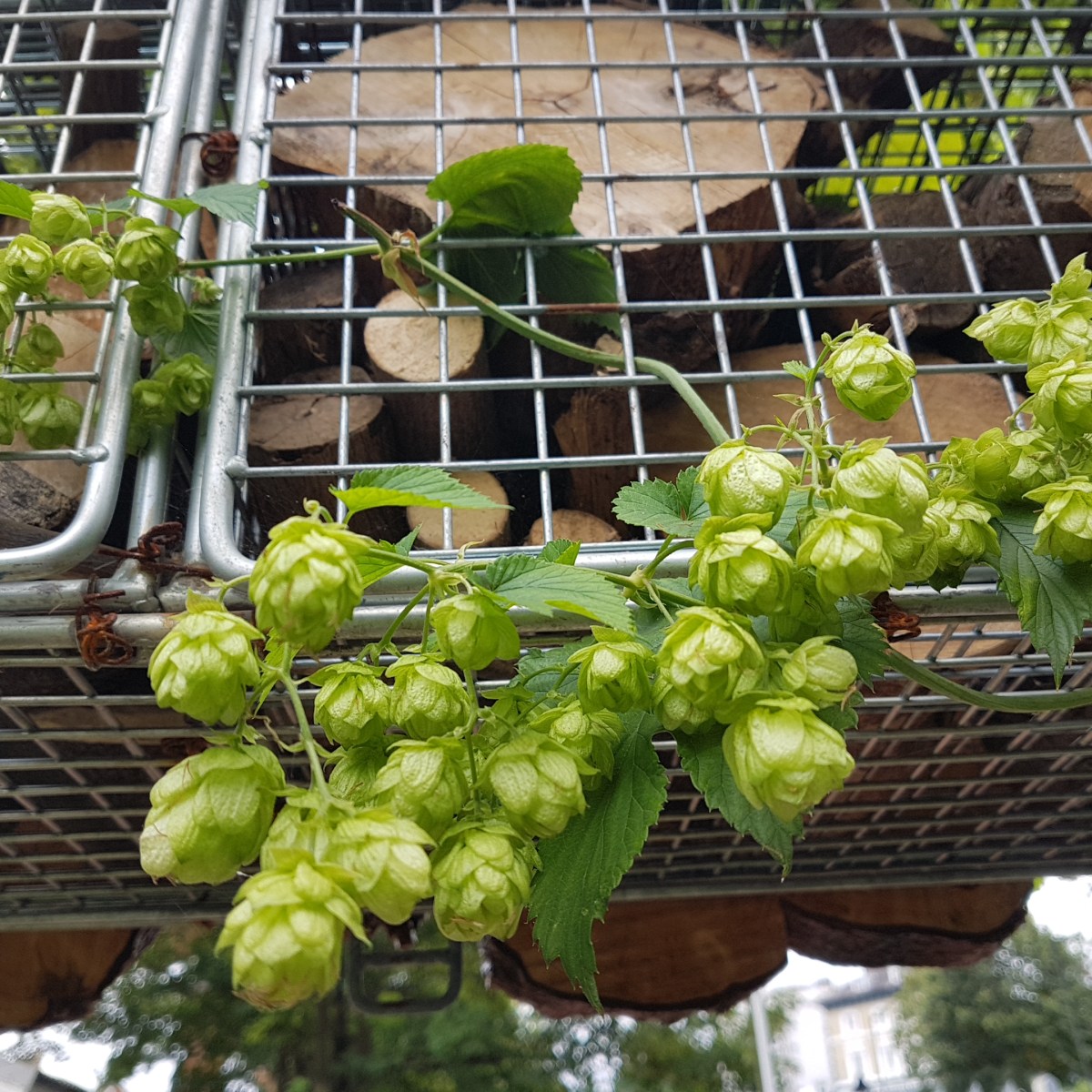 Celebrate the 2024 Oktoberfest Harvest in Gipsy&nbsp;Hill!