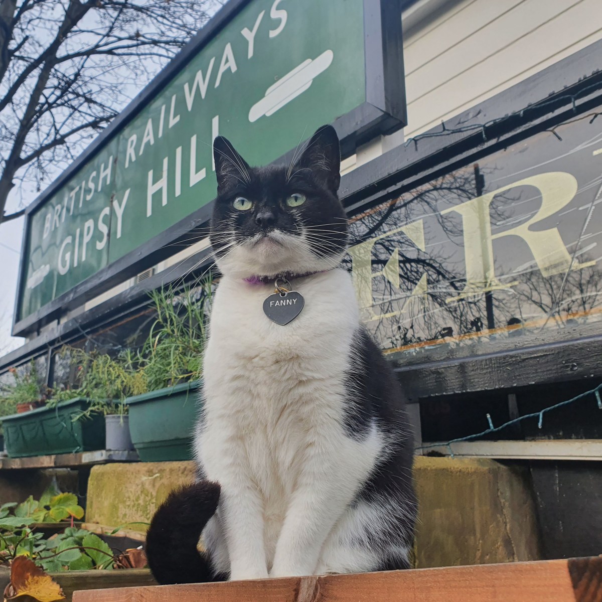 Fanny the Gipsy Hill Cat Calendar&nbsp;2023