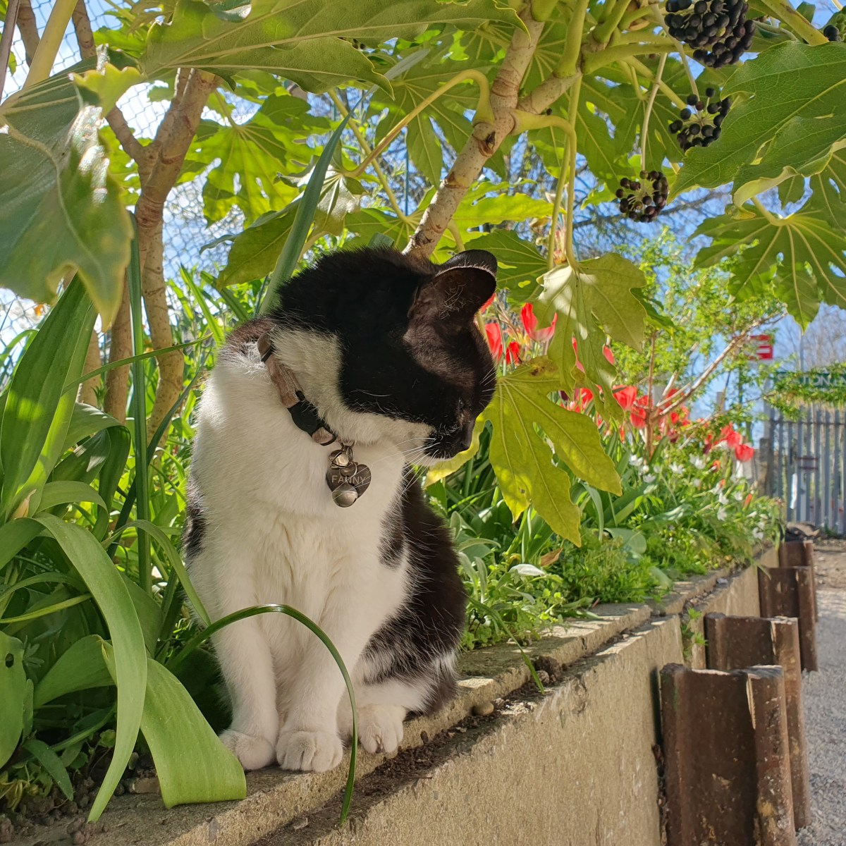 Fanny the Gipsy Hill Cat Calendar&nbsp;2027